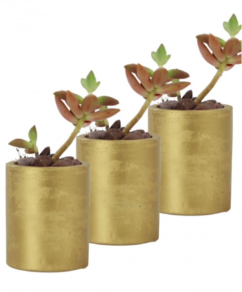 Mini Çiçek Saksı Küçük Sukulent Altın Kaktüs Saksısı 3lü Set Düz Yuvarlak Model